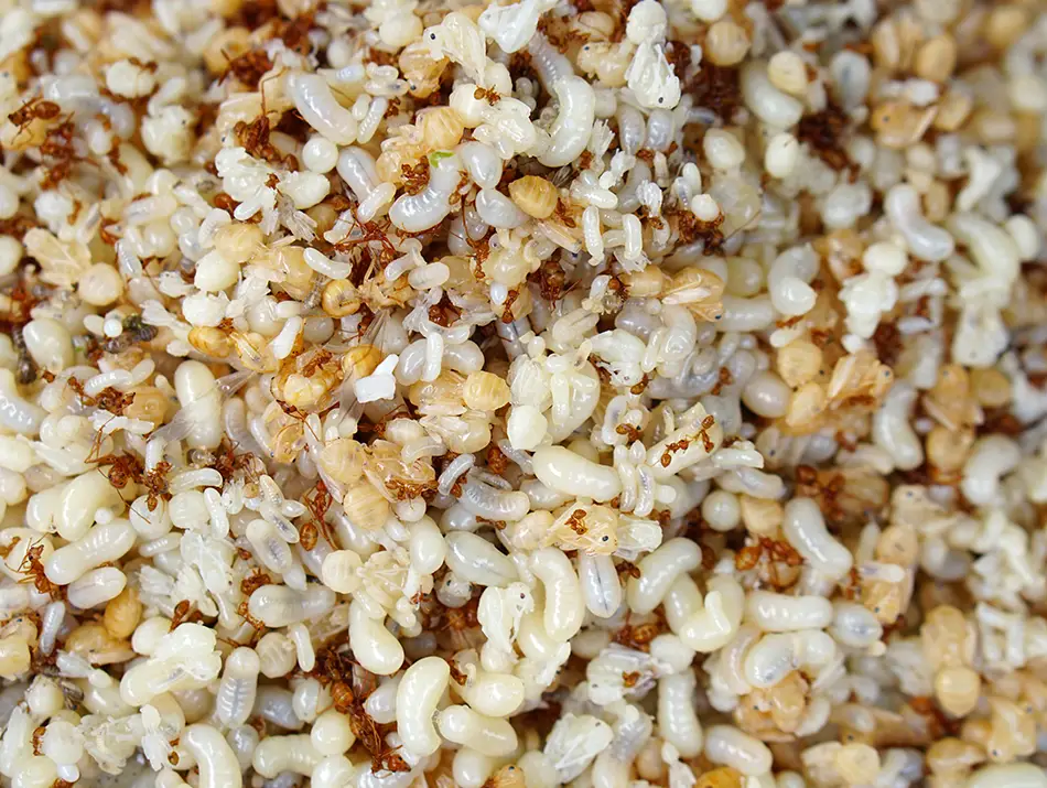 Ant eggs and grains