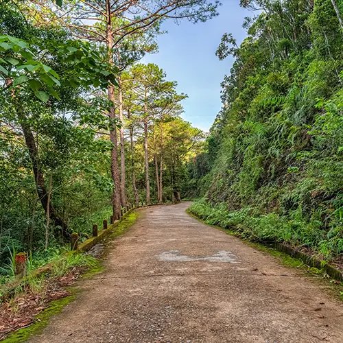 A quiet forest road surrounded by dense greenery and tall trees.