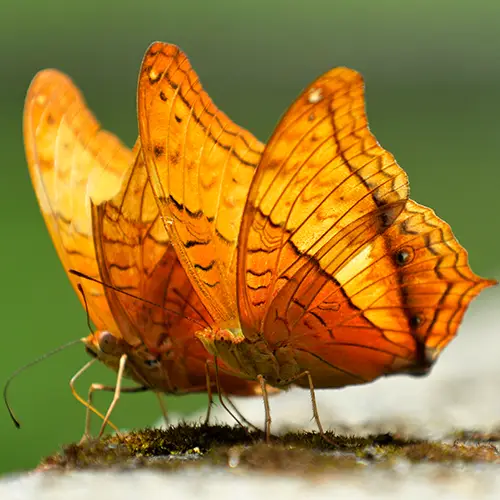 Bright orange butterfly resting in tropical forest habitat.