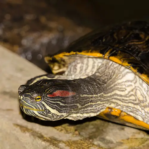 Native turtle resting on forest floor inside protected conservation area.