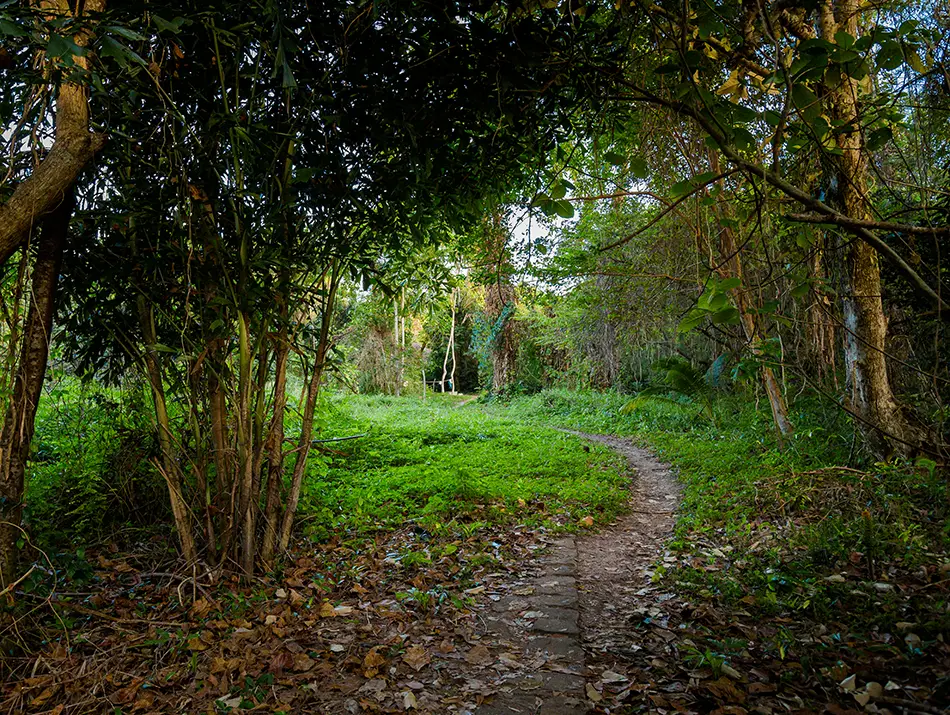 Lush green forest trail winding through dense trees in Phu Quoc National Park.