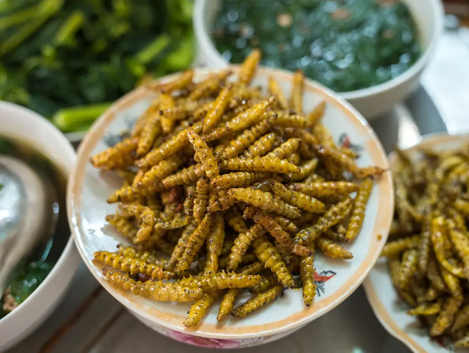 Boiled silkworm pupae seasoned and ready to eat, a Weird food in Vietnam.
