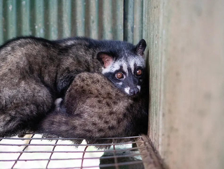 Civet curled up on a wire floor inside a cramped cage against a wall.