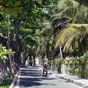 Shaded street in Con Dao lined with palm trees and greenery, with a motorbike riding through the quiet road.