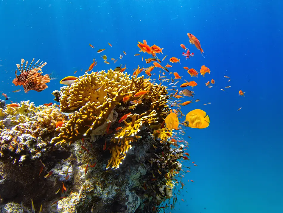 Soft corals covered in anthias at Farasan Banks, a hidden gem diving location.