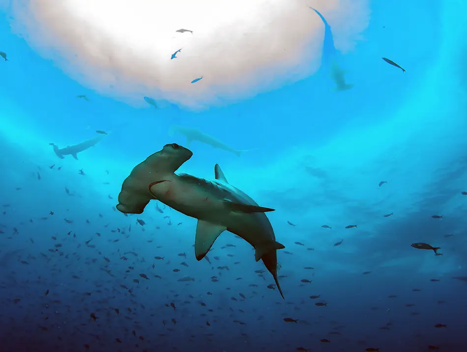Hammerhead shark above a diver at a remote seamount featured in trending diving sites for 2026.