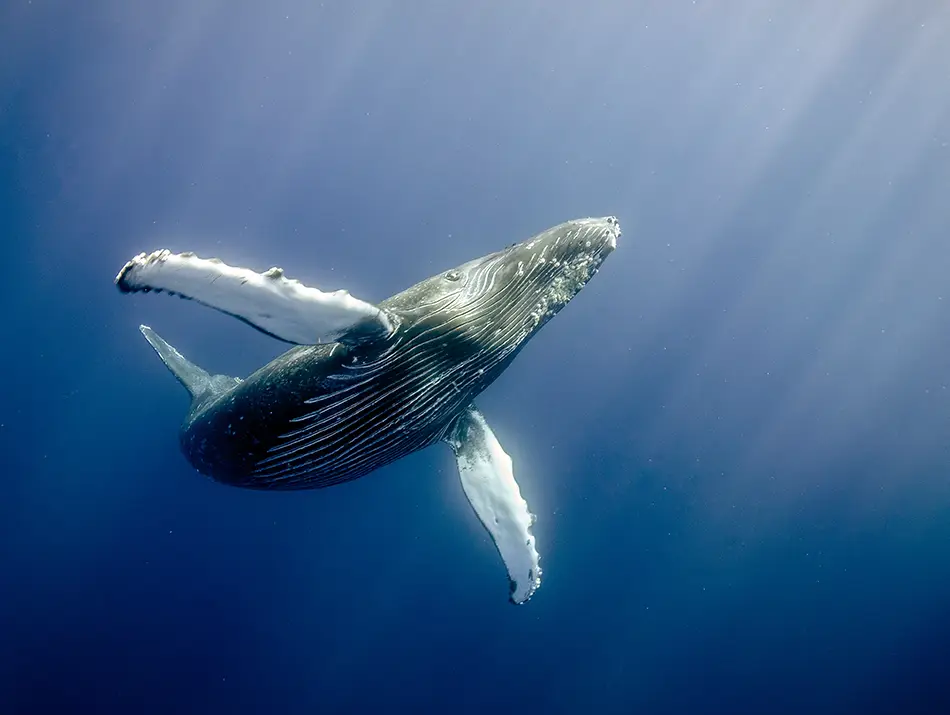 Whale shark swimming in open blue water at the Great Sandy Marine Park.