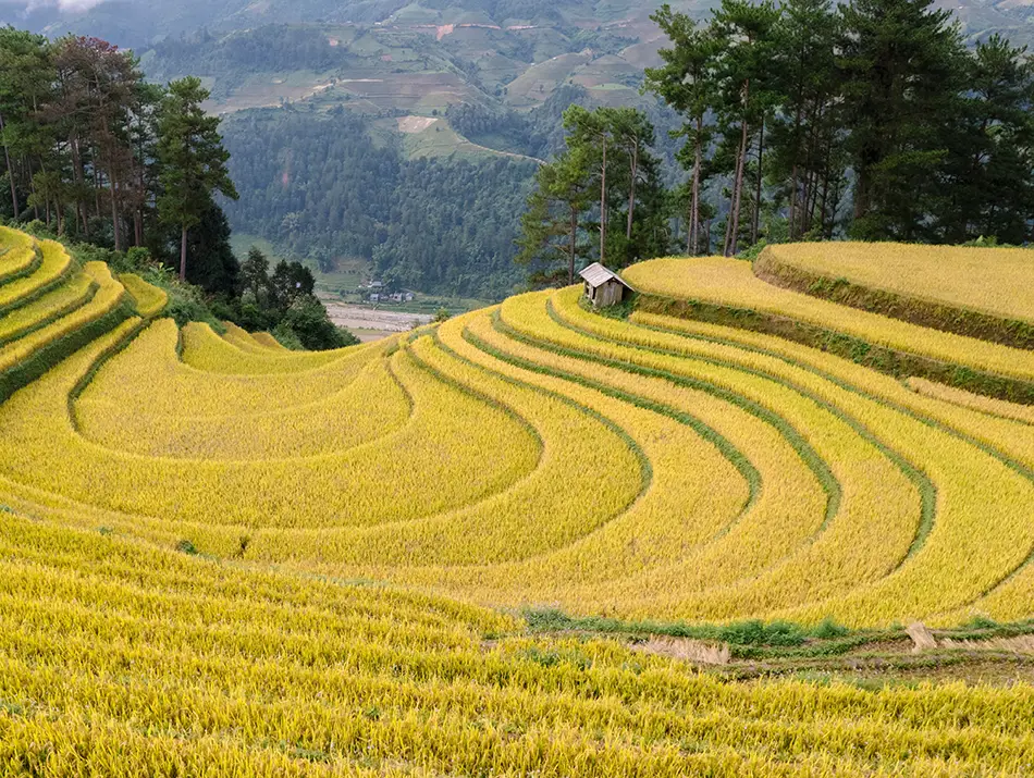 Stepped rice fields cover steep hills in Mu Cang Chai, one of the top attractions in Vietnam.