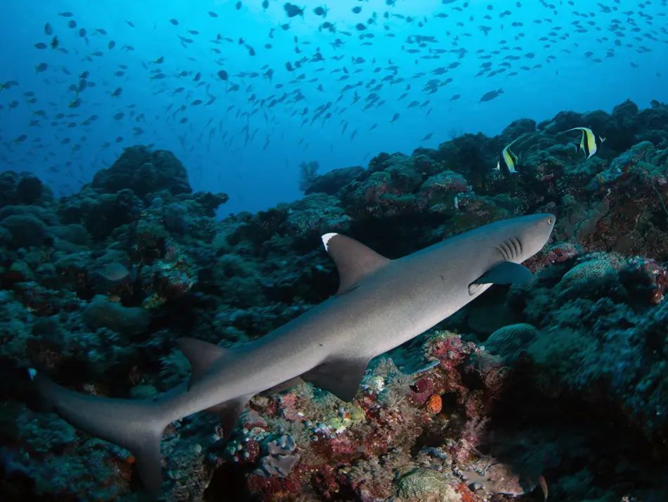Reef shark gliding over a rocky seabed with scattered fish in low light.