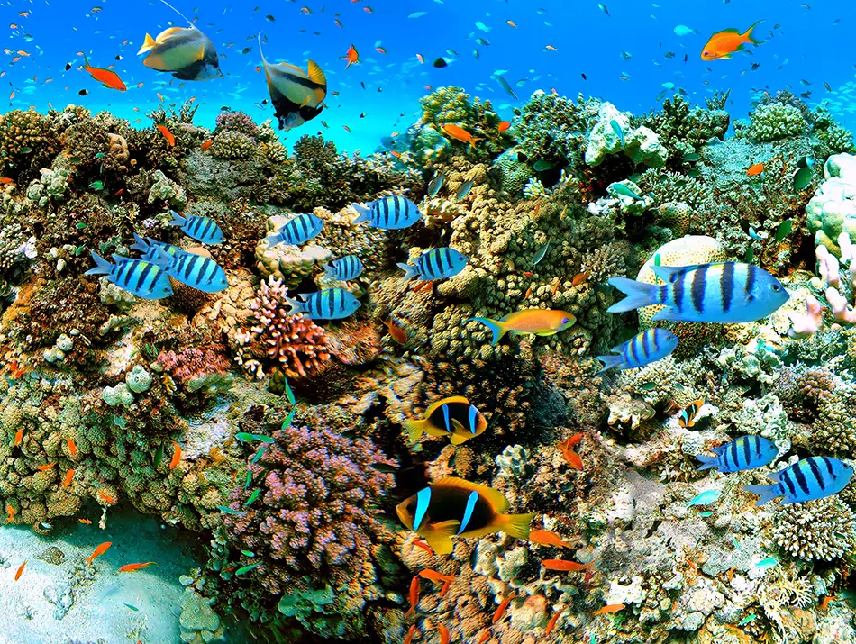 Coral heads with reef fish moving through clear, sunlit water.