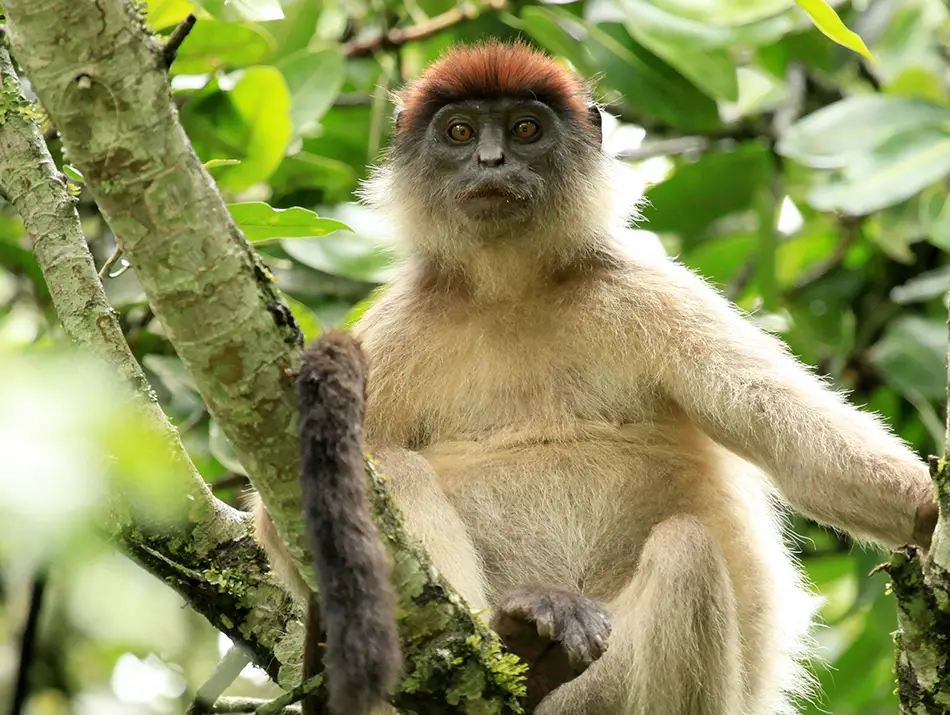 Monkey in rainforest canopy, a common wildlife encounter on jungle hikes.