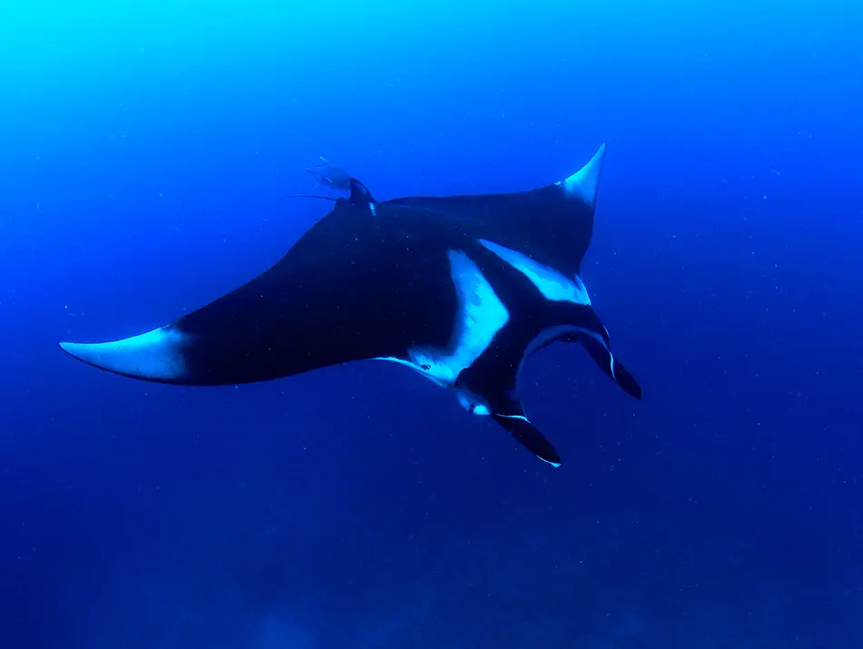 Manta ray cruising in open water of Tofo, one of the best emerging dive sites.