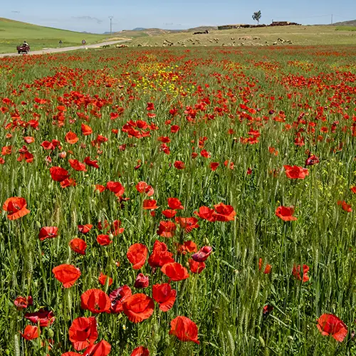 Red poppy fields near Azrou, a scenic Fes Daytrip in spring.