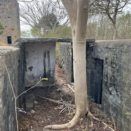 Concrete bunker entrance partly blocked by a tree trunk and roots.