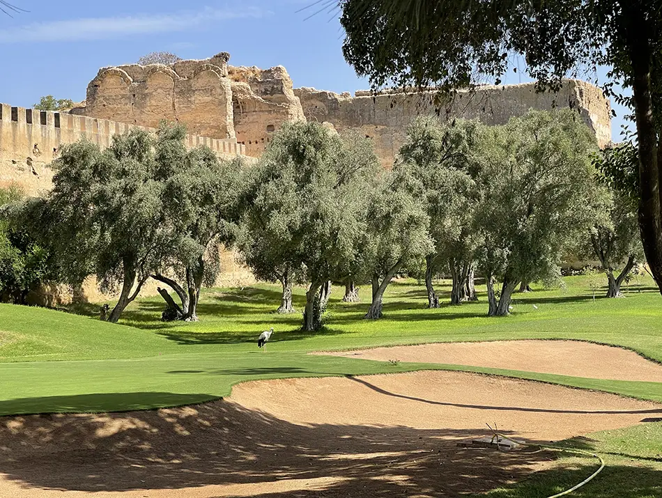 Lush green fairway lined with palm trees at the Royal Golf course in Meknes.