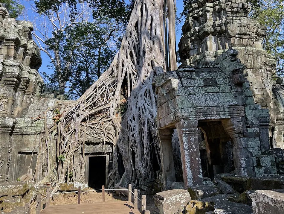 Weathered stone doorway wrapped in sprawling tree roots and jungle shade.