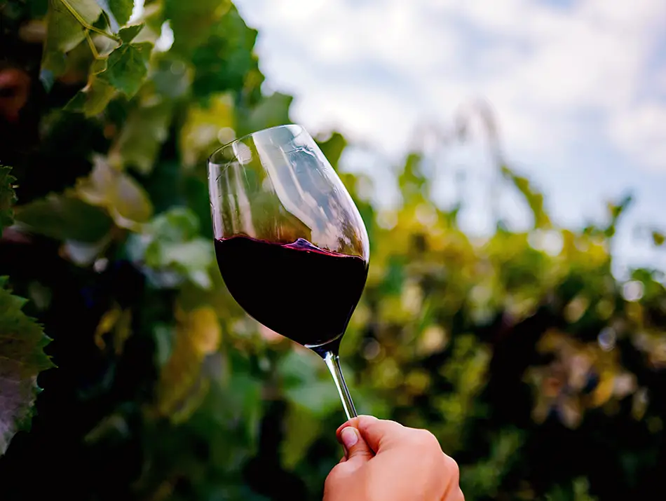 Wine tasting at a vineyard, one of the best things to do in Meknes.