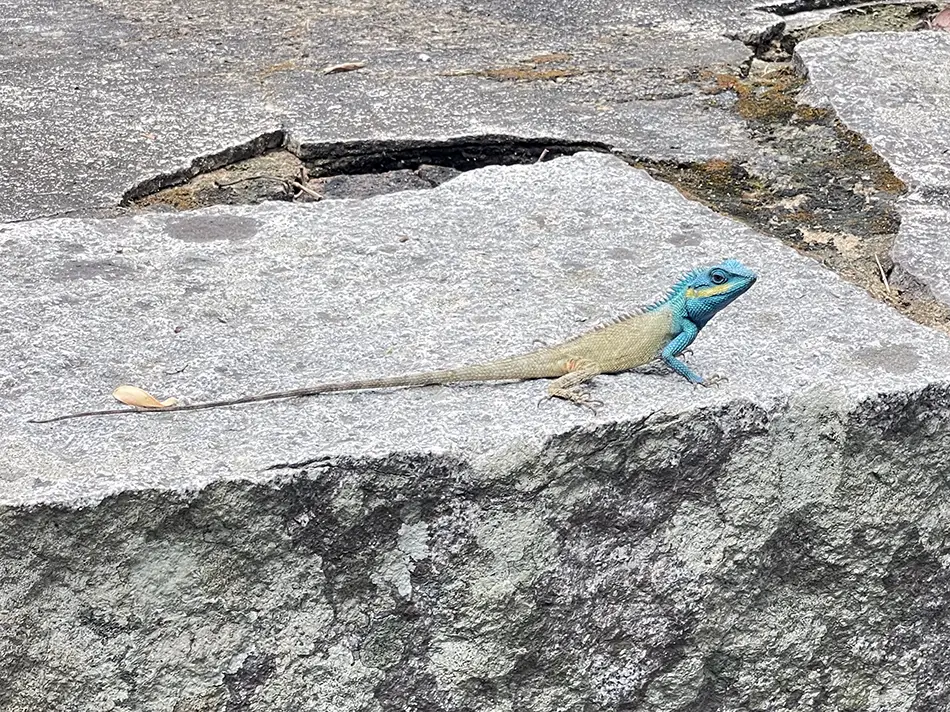 Colorful lizard resting on a rock along the hiking trail