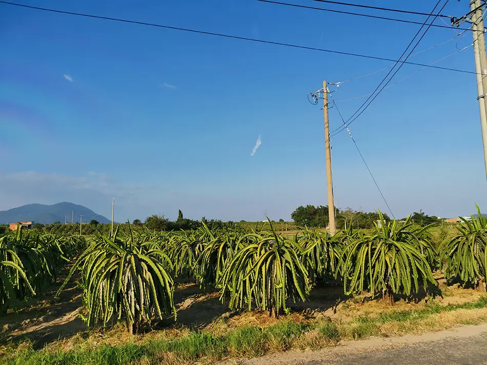 Dragon fruit plantations along the road.