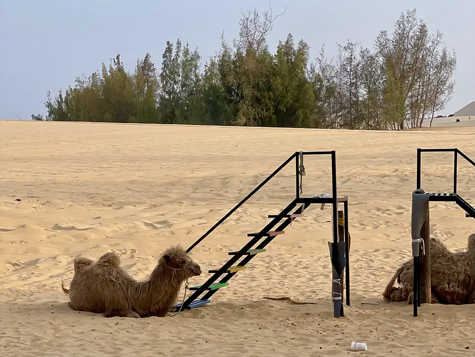 Two camels tethered on bare sand next to a wooden fence at the White Sand Dunes in Mui Ne, used for paid tourist photo opportunities