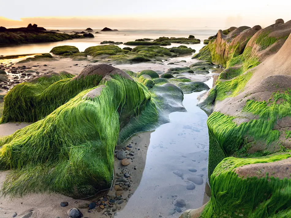 Bright green moss covering rounded rock formations at Co Thach Beach during low tide, with shallow water channels running between the stones at sunrise