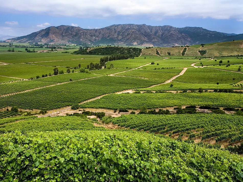Rows of grapevines covering rolling hills in Chile's Colchagua Valley wine region, with mountain ridges visible in the background under a blue sky