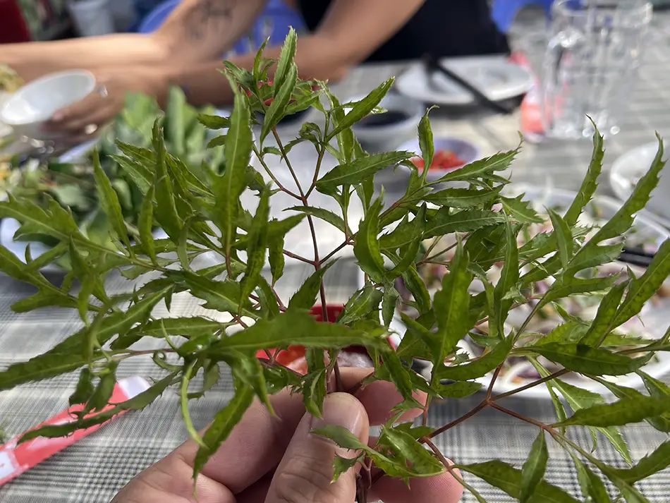 Fresh đinh lăng leaves, known as Vietnamese ginseng, served as part of the herb plate accompanying gỏi cá mai