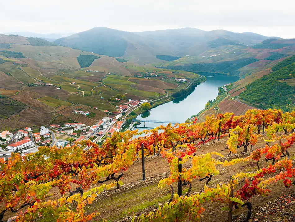 Terraced vineyards with autumn foliage cascading down steep hillsides toward the Douro River in Portugal's UNESCO-listed wine region