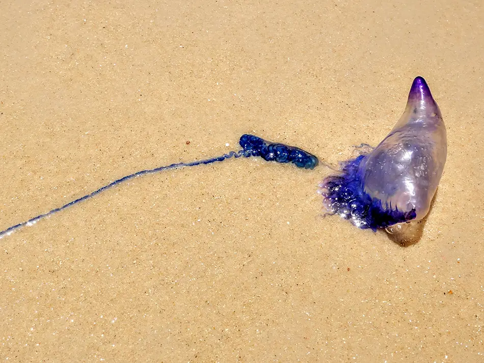 Portuguese manovar on the beach