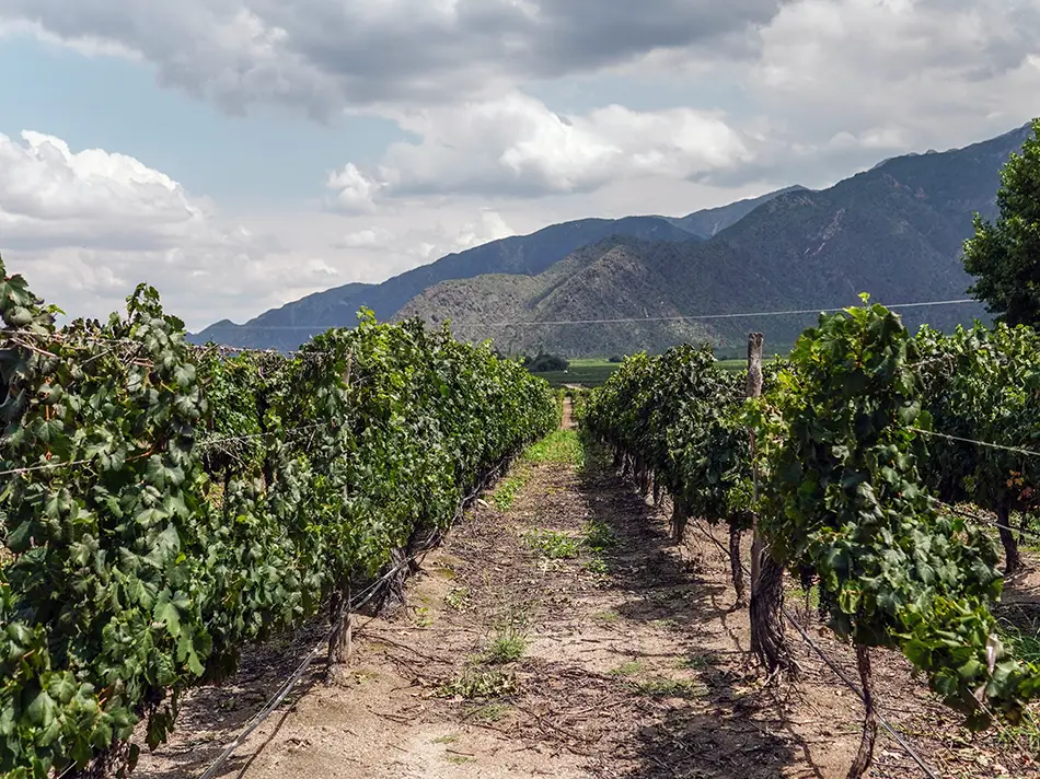 Long straight rows of grapevines extend across a flat, arid valley floor in Salta, Argentina, backed by dramatically layered rocky mountain ridges under a cloudy sky