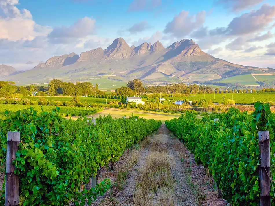 Lush green vineyard rows lead toward the rugged peaks of the Cape Winelands mountains near Stellenbosch, South Africa, under a dramatic sky with rolling clouds