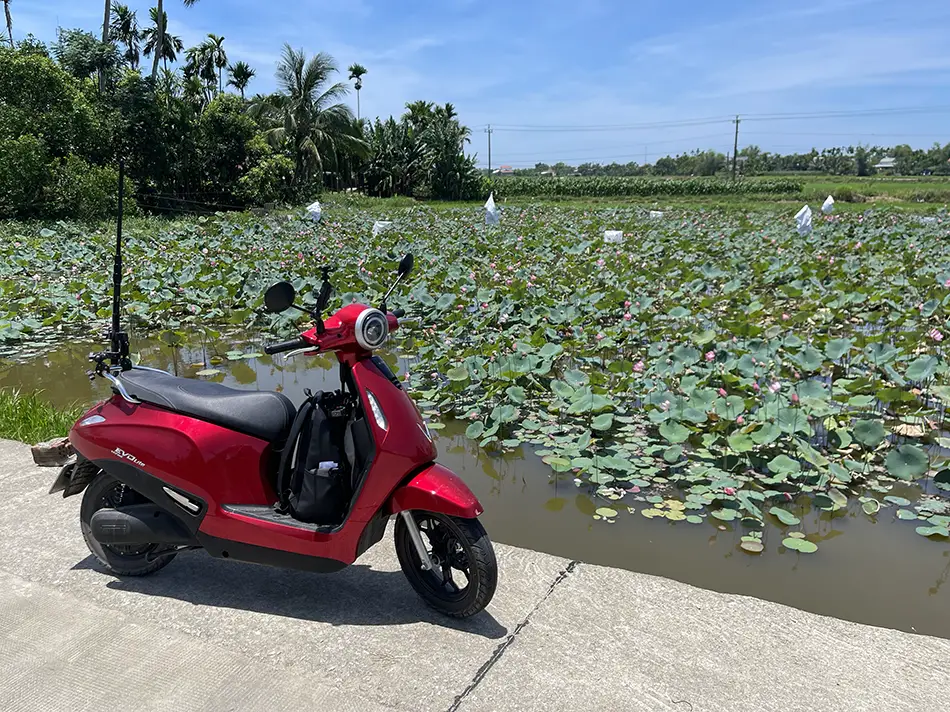 View from the road looking over a lotus field with an electric scooter in the foreground.