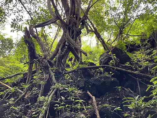 Massive trees and lush vegetation surrounding the entrance to the C8 cave.