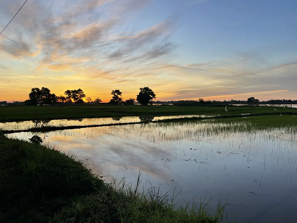 Rice fields reflecting the beautiful light of dawn.