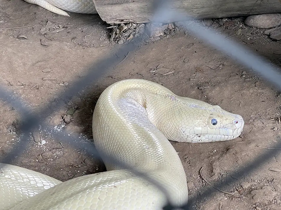 Snake farm in My Tho