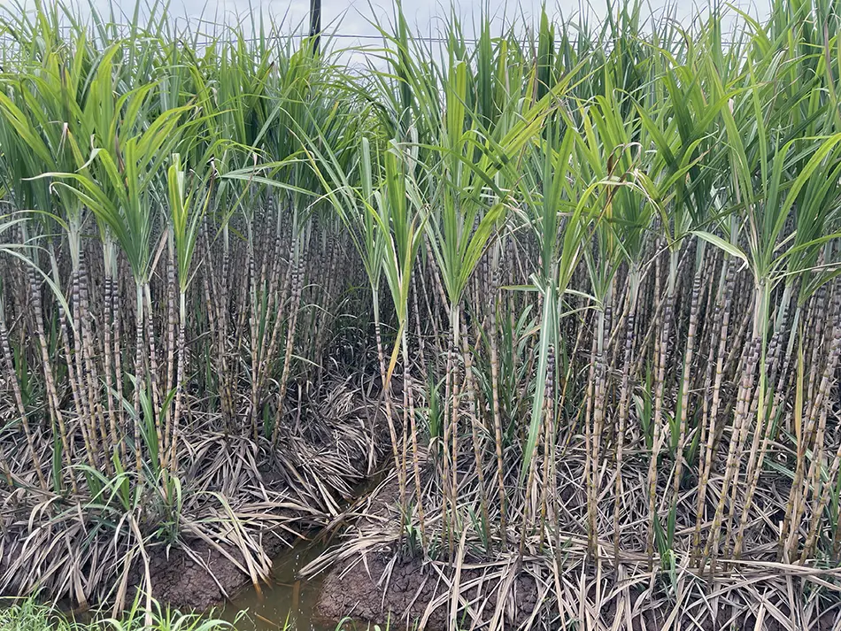 Sugarcane plantation in Mekong delta