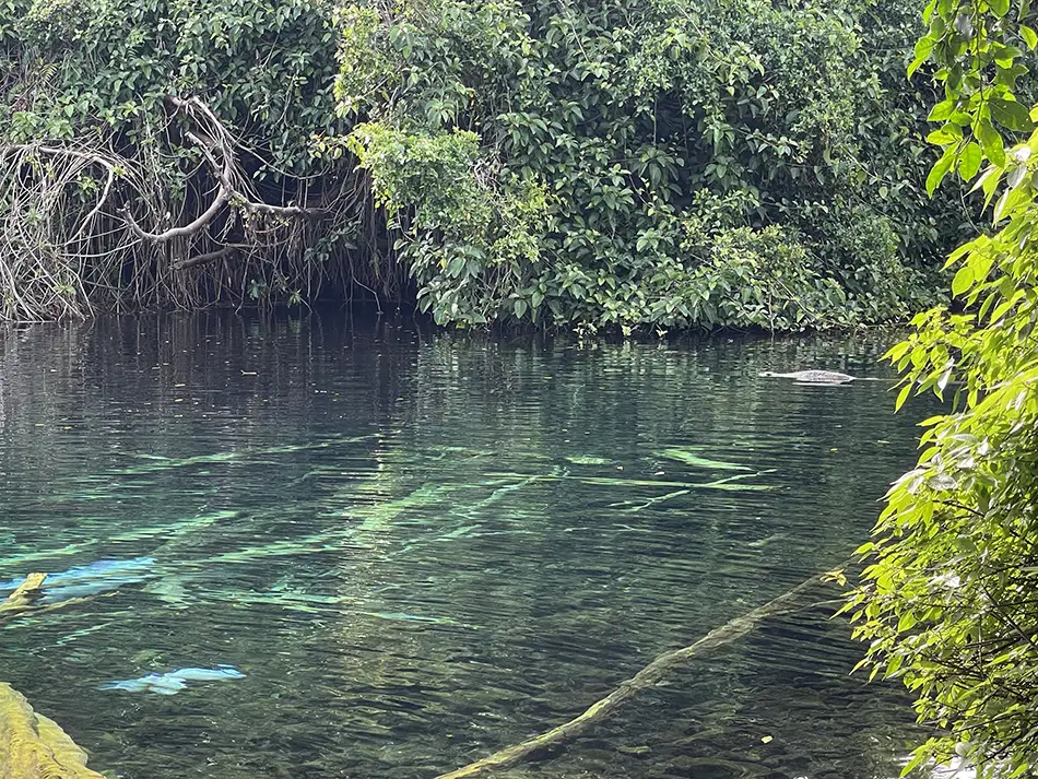 A lagoon with crystal-clear water and tree trunks visible along the bottom.