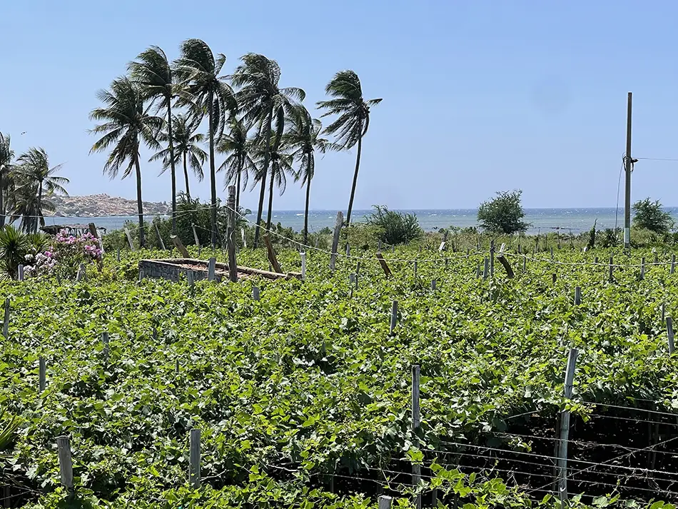 Vineyards with palm trees and the sea in the background.