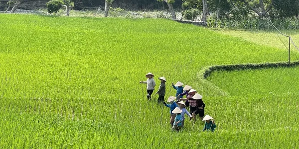 Group of farmers wearing conical hats walking in a line through bright green rice fields, carrying tools and tending the paddies under daylight.
