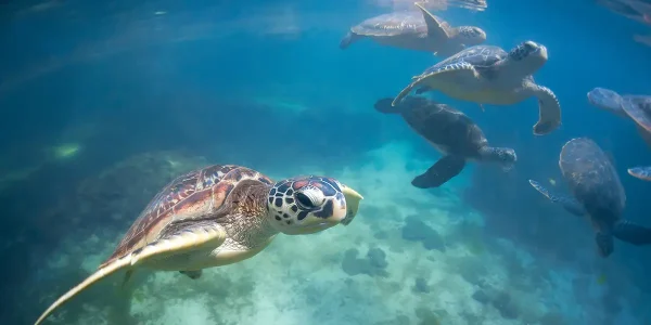 A green sea turtle swims in clear waters of Zanzibar, one of the top sustainable travel destinations.